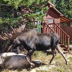 Cabin 9