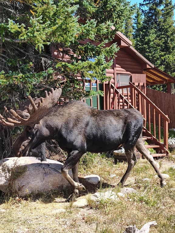 Cabin 9